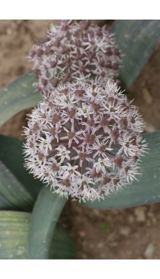 SIERUI (Allium Karataviense)